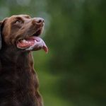 Curabitur non nulla sit amet